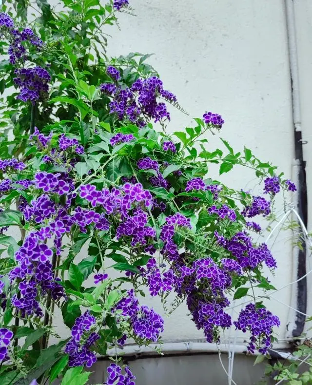 被低估的紫色植物，颜值高，花香巧克力味，多季绽放，但很少人养