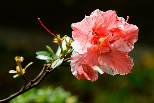 杜鹃花怎么养 能防治杜鹃花掉叶子和叶子发黄